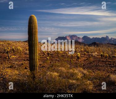 USA, Arizona, Kofa National Wildlife Area. Paesaggio di montagna e deserto. Foto Stock