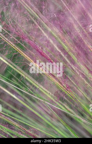 Rosa erba Muhly Foto Stock