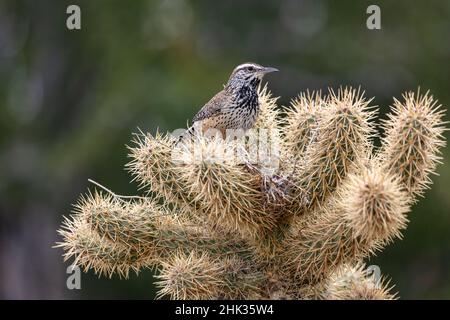 Edificio del nido di Cactus Wren in Teddy Bear cholla all'Arizona Sonoran Desert Museum di Tucson, Arizona, USA Foto Stock