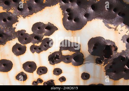 Brooklyn Mine Road, Virginia Dale Mining District, Mojave Desert, California Foto Stock