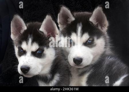 Cuccioli di Husky siberiani da vicino. Foto Stock