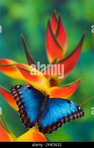 Morpho Butterfly blu, Morpho granadensis, seduto su fiori tropicali Heliconia Foto Stock