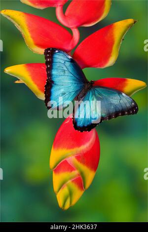 Morpho Butterfly blu, Morpho granadensis, seduto su fiori tropicali Heliconia Foto Stock