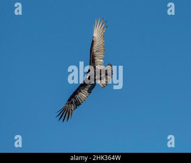 USA, Florida, Sarasota, Myakka River state Park, Turkey Vulture Flying Foto Stock