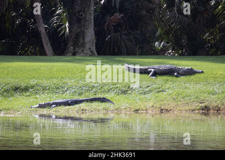 USA, Florida, Celebration. Due alligatori che riposano vicino al campo da golf Foto Stock