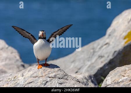 Atlantic Puffins sull'isola di Machias Seal, Maine, USA Foto Stock