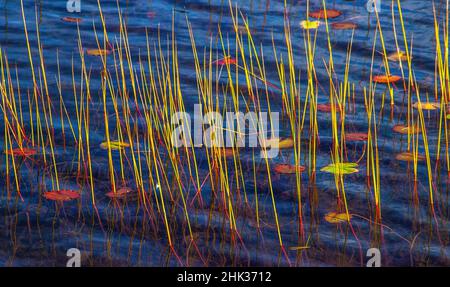 USA, New England, Maine, Mt. Desert Island, Parco Nazionale di Acadia con laghetto con ninfee e erbe dorate Foto Stock