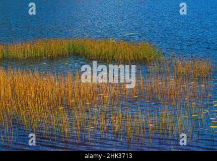 USA, New England, Maine, Mt. Desert Island, Parco Nazionale di Acadia con laghetto con ninfee e erbe dorate Foto Stock