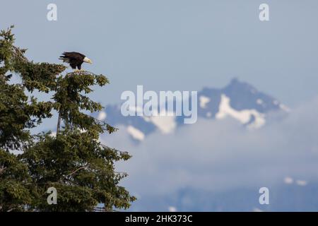 Aquila calva che guarda Foto Stock