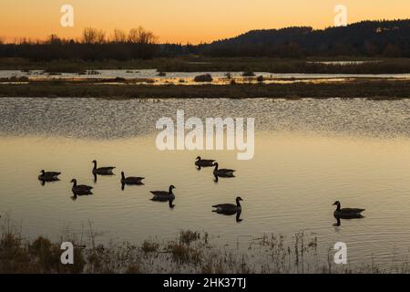 Piccolo gregge di oche canadesi all'alba. Foto Stock