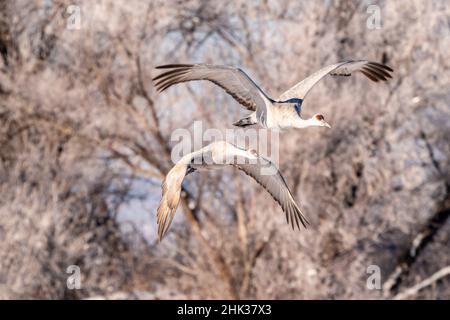 USA, New Mexico, Bernardo Wildlife Management Area. Gru Sandhill in volo. Foto Stock