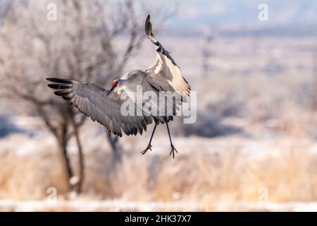 USA, New Mexico, Bernardo Wildlife Management Area. Atterraggio gru Sandhill. Foto Stock