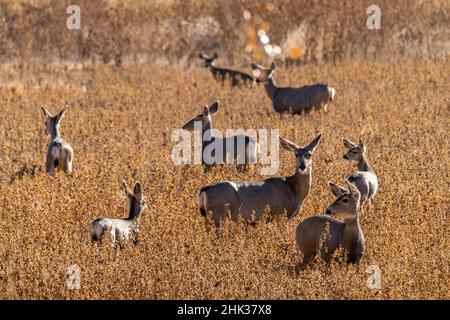 USA, New Mexico, Bernardo Wildlife Management Area. Mulo cervo mandria in campo. Foto Stock