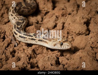 Serpente di gopher di sonora, serpente di tori, serpente di colpo, Pituophis catenefir affinis, New Mexico, selvaggio Foto Stock