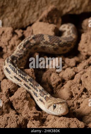 Serpente di gopher di sonora, serpente di tori, serpente di colpo, Pituophis catenefir affinis, New Mexico, selvaggio Foto Stock