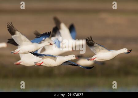 Gregge di oche Ross. Foto Stock