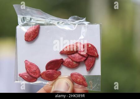 Confezione di semi di zucca rivestiti pronti per piantare tenuti in mano su sfondo naturale Foto Stock