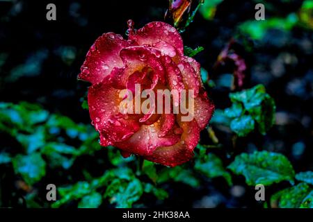 USA, Oregon, Charleston, Shore Acres state Park Foto Stock