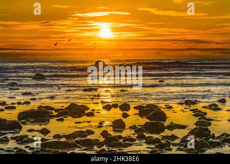 Colorato giallo Marine Garden, Haystack Rock, Canon Beach, Clatsop County, Oregon. Foto Stock