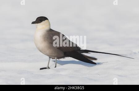 Jaeger a coda lunga poggiato su una deriva artica della neve Foto Stock