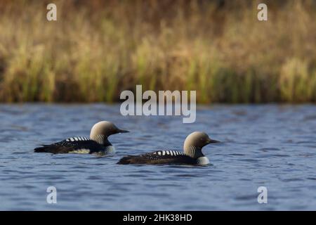 Pacific Loon coppia Foto Stock