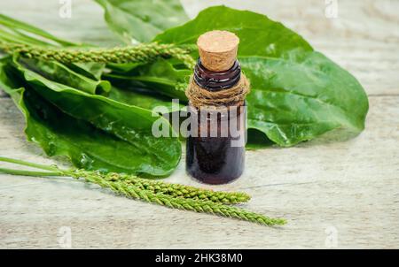 estratto di plantain in un piccolo vaso. Messa a fuoco selettiva. Foto Stock