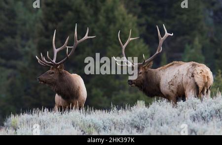 I tori Elk maturi si ridimensionano a vicenda Foto Stock