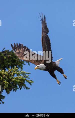 Aquila calva di prendere il volo Foto Stock