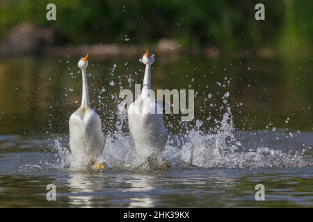 Clark's Grebes, courtship frettolosa Foto Stock