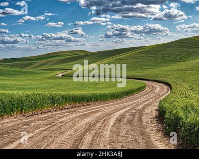 USA, Washington state, Palouse, Country Backroad attraverso i campi di grano di primavera Foto Stock