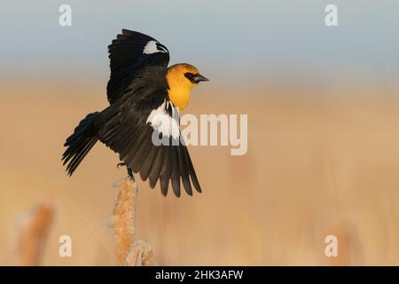 Blackbird dalla testa gialla che prende il volo Foto Stock