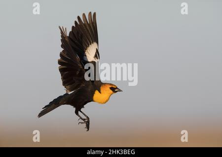 Blackbird dalla testa gialla che prende il volo Foto Stock