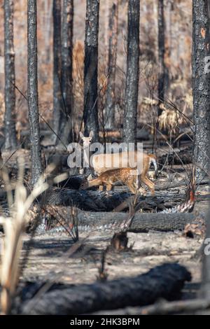 Un caprietto e un pegno dalla coda bianca godono di varie specie di piante bruciate poco dopo un incendio nella foresta. Foto Stock