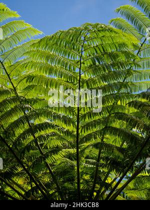Figi, Taveuni Island. Primo piano illuminato di felci verdi, visto dal basso. Foto Stock