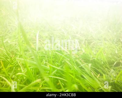 Erba nella nebbia. Vista macro all'alba Foto Stock