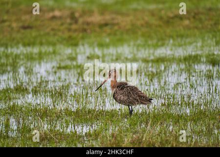 Il godwit dalla coda nera, Limosa limosa, è un grosso cetriolo con gambe lunghe e una bolletta molto lunga Foto Stock