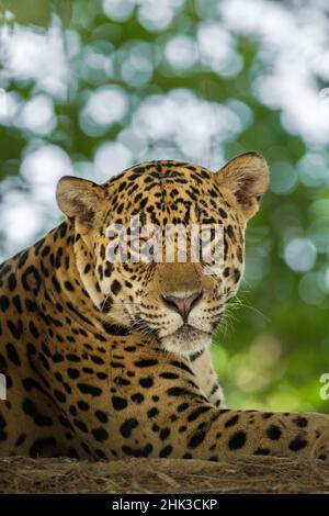 Sud America, Brasile, Pantanal. Ritratto di Jaguar a riposo selvaggio. Credit as: Jim Zuckerman / Galleria Jaynes / DanitaDelimont.com Foto Stock