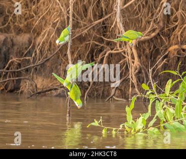 Brasile, Pantanal. Monk parakeets bere. Credit as: Cathy & Gordon Illg / Jaynes Gallery / DanitaDelimont.com Foto Stock