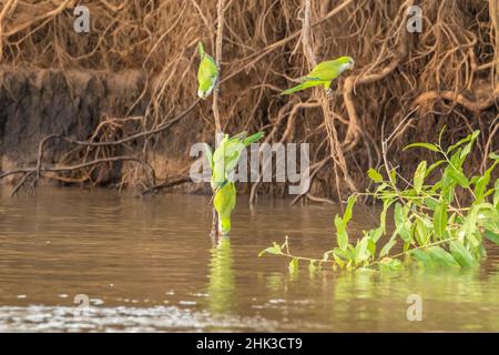 Brasile, Pantanal. Monk parakeets bere. Credit as: Cathy & Gordon Illg / Jaynes Gallery / DanitaDelimont.com Foto Stock