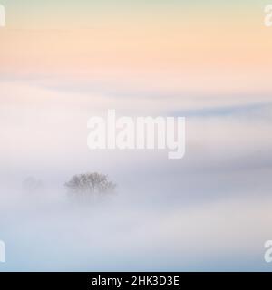 Gli alberi solitari sbirciano attraverso il paesaggio coperto dalla nebbia che circonda l'Almscliffe Crag durante un'inversione di temperatura invernale nella bassa Wharfe Valley. Foto Stock
