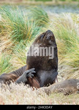 Bue e leone marino sudamericano femminile in tussock cintura, Isole Falkland. Foto Stock