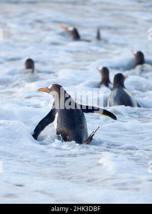 Andare al mare su una spiaggia. Gentoo Penguin nelle Isole Falkland nel mese di gennaio. Foto Stock