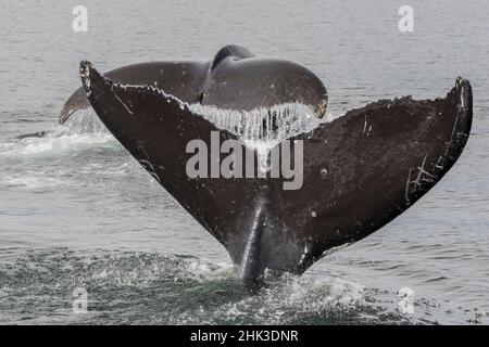 USA, Alaska, Tongass National Forest. Immersioni alle megattere. Credit as: Cathy & Gordon Illg / Jaynes Gallery / DanitaDelimont.com Foto Stock