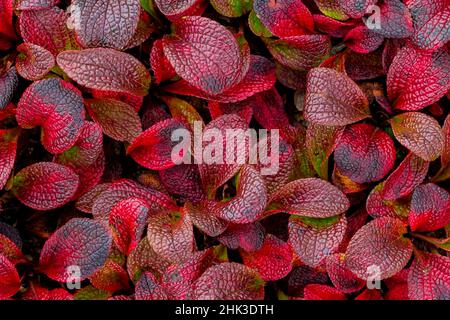 Stati Uniti d'America, in Alaska. Alpine uva ursina foglie di close-up. Credito come: Don Paulson Jaynes / Galleria / DanitaDelimont.com Foto Stock