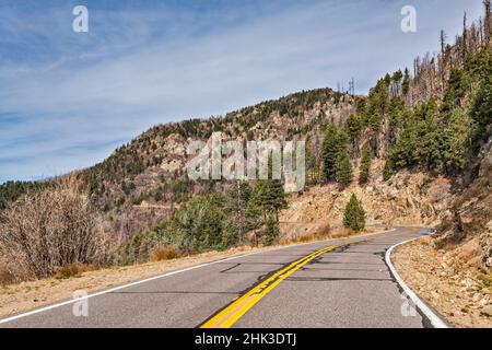 Foresta parzialmente bruciato nel 2004, Chesley Flat Road, Pinaleno Mountains, Coronado National Forest, nei pressi di Safford, Arizona, Stati Uniti Foto Stock