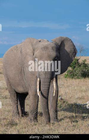 Africa, Kenya, Ol Pejeta Conservancy. Elefante africano Foto Stock