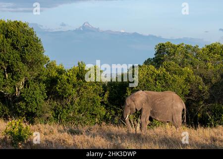 Africa, Kenya, Ol Pejeta Conservancy. Elefante africano con Mt. Kenya in lontananza. Foto Stock