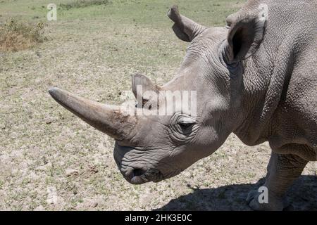 Africa, Kenya, Ol Pejeta Conservancy, uno degli ultimi 2 rinoceronti bianchi del Nord in pericolo critico. Foto Stock