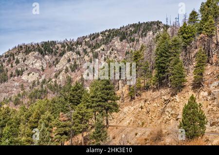 Foresta parzialmente bruciato nel 2004, Chesley Flat Road, Pinaleno Mountains, Coronado National Forest, nei pressi di Safford, Arizona, Stati Uniti Foto Stock