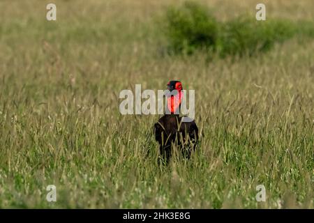 A Southern Ground-Hornbill (Bucorvus leadbeateri, alla ricerca di cibo in erba, Tsavo, Kenya. Foto Stock